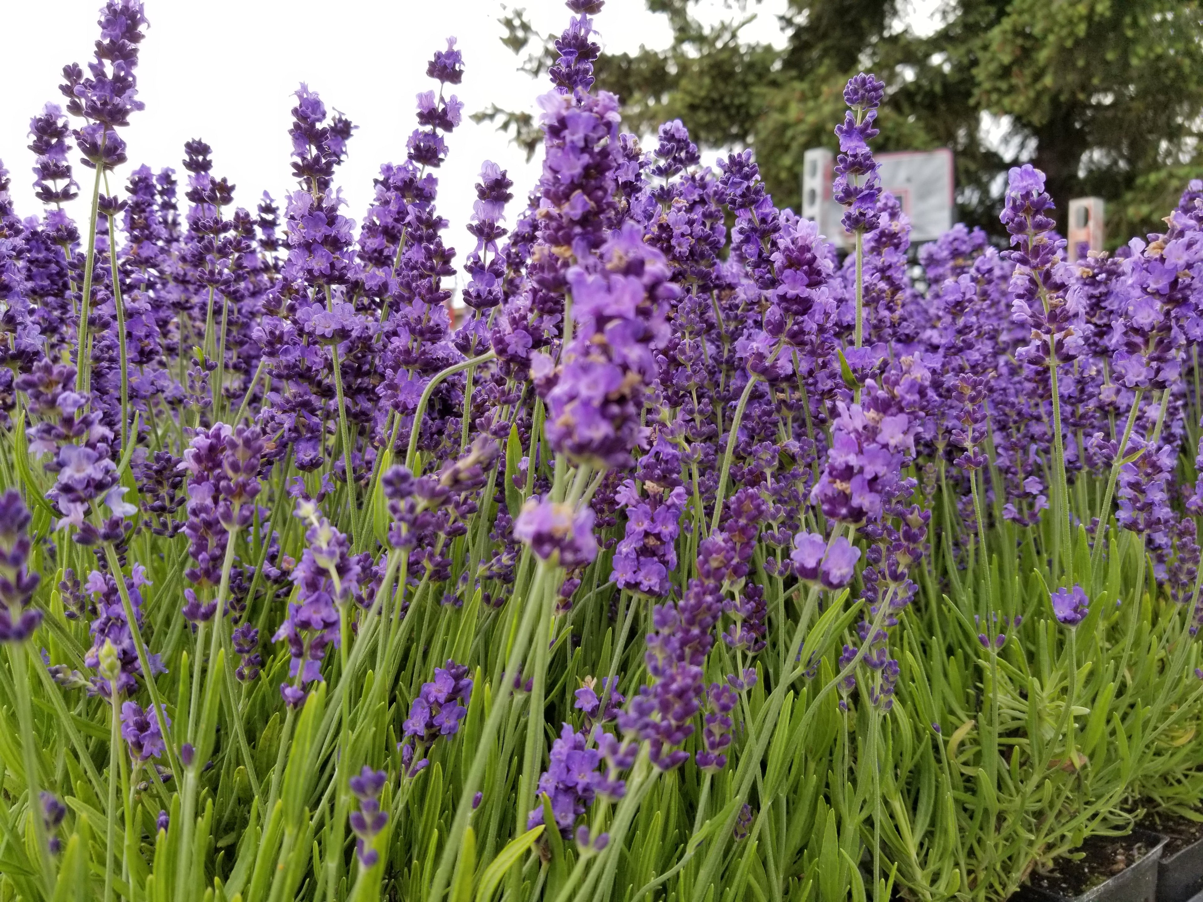 Live Hidcote Lavender Plant (Lavandula angustifolia)